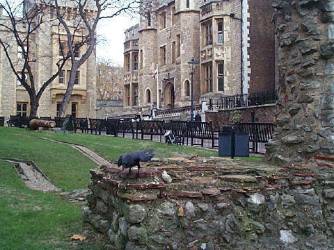 ravenTowerofLondon